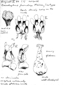 Vorschaubild Oreodaphne frondosa Meisn.